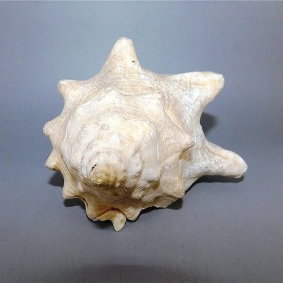 41/768 Large Natural Conch Shell White Pink on Inside Some Chips Around the Edge - Picture 3 of 3